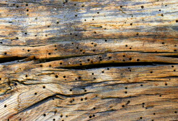 Drevo napadnuté červotočom OSMOcolor